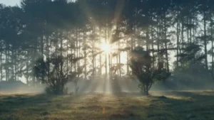 Yerba mate orgánica en Cooperativa La Abundancia
