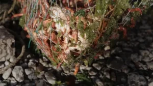 Centolla de Puerto Almanza por Diana Méndez